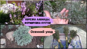 Обрезка лаванды. Формировка кустов.Осенний уход. 
(сентябрь 2022г.)