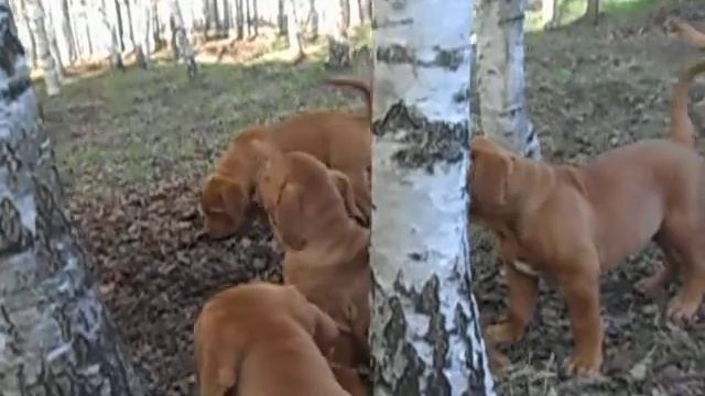 Щенки бордоского дога в роще. смотреть онлайн