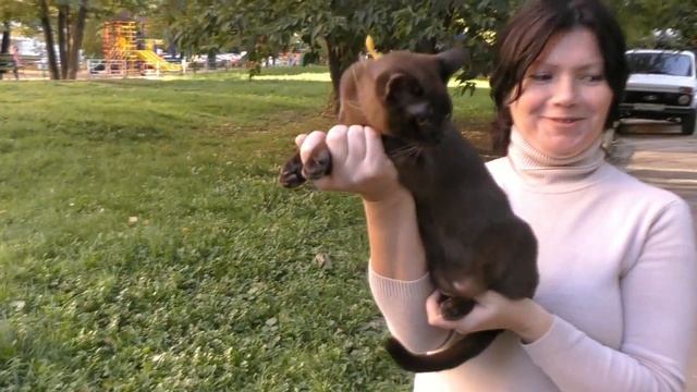 Обзор селекционной работы в проф. клубах кошек PCA 2017г ч. 2 смотреть онлайн