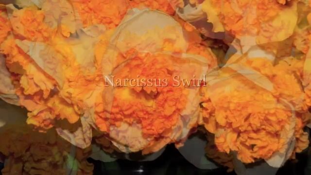 Narcissus Swirl смотреть онлайн