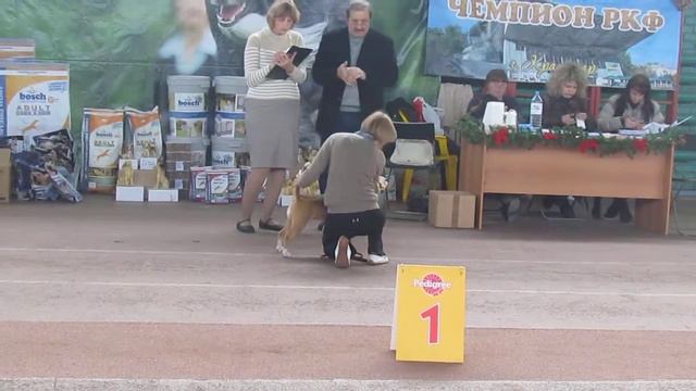 Выставка Чемпиона РКФ 6гр.Бигли смотреть онлайн