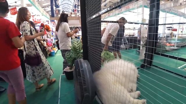 Снимаем в примерочной. Супер новость! Огромные собаки. смотреть онлайн