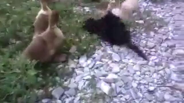 Злая утка!!! смотреть онлайн