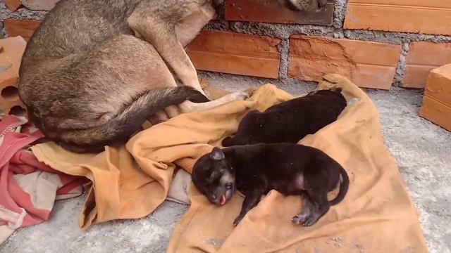Help The Smallest Puppies and their Mom to Sleep well смотреть онлайн
