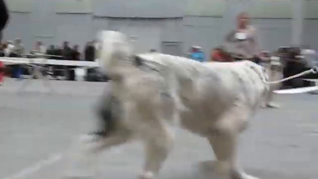 Эль Шарк смотреть онлайн