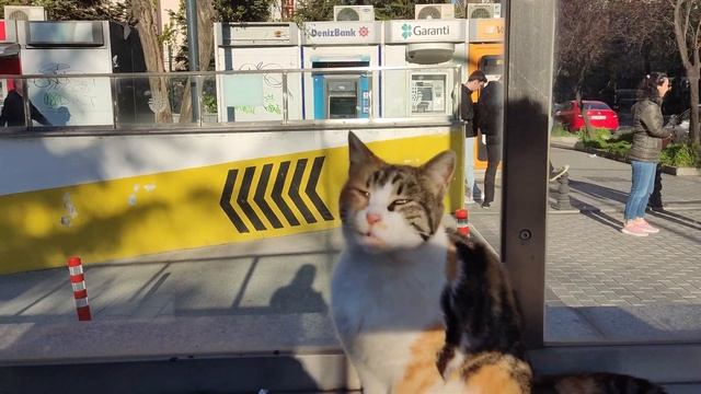 The sleepy cat wakes up when she realizes that I will give her food. смотреть онлайн