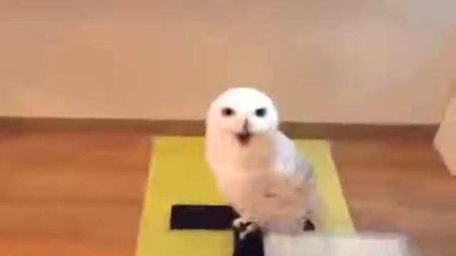 Laughing Owl Edit / Смеющаяся сова не даст вам заскучать смотреть онлайн