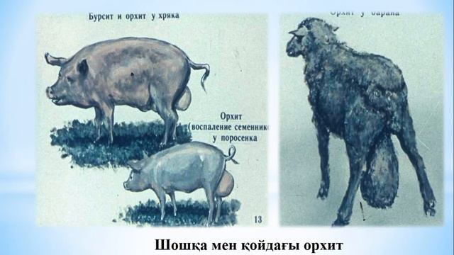 Бруцеллез смотреть онлайн