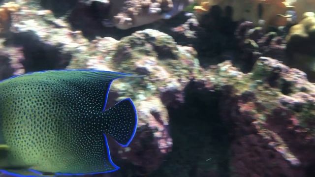 Аквариум Генуи смотреть онлайн