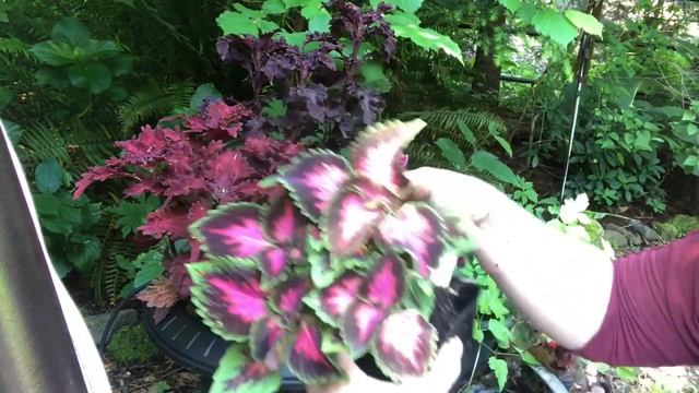 • Mixed Coleus Planter- Container Gardening- Shade Garden Plants•