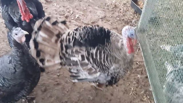 Болталка про индюков)))). смотреть онлайн