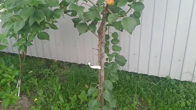 Ура! Наш абрикос дал плоды в Средней полосе! смотреть онлайн