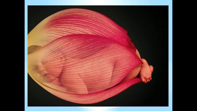 Наталья Андреева. Наш Род – наша жизненная опора! смотреть онлайн