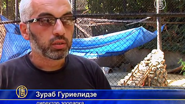 Тбилисский зоопарк живёт надеждой на возрождение смотреть онлайн