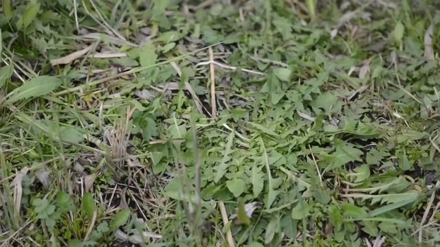 ? Сделал домик на пруду, для диких уток! смотреть онлайн