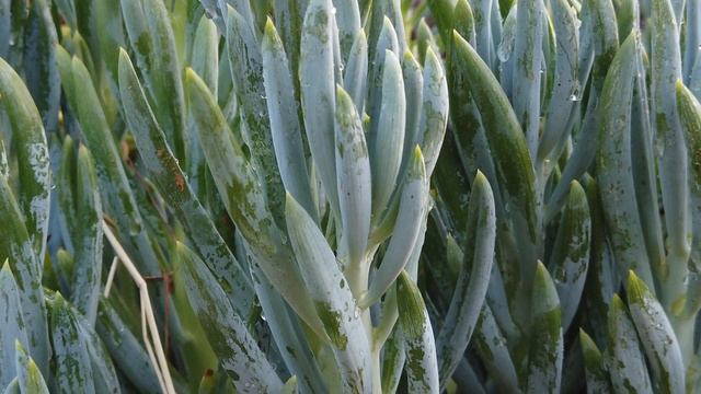Senecio Serpens 'Blue Chalksticks'