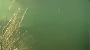 Работа воблера Флэт Шад (Sebile Flatt Shad)