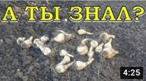 НАРЦИССЫ: осенняя посадка ПОШАГОВО???