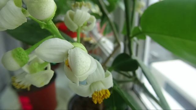Раскрытие цветка цитруса смотреть онлайн