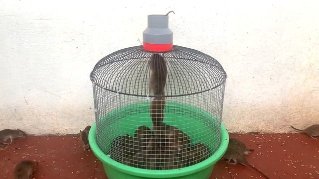Crafting and testing mousetrap смотреть онлайн