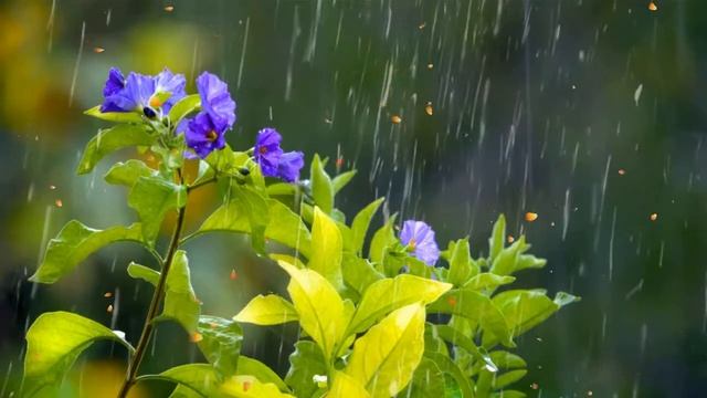 Звуки ночного леса расслабляющие звуки природы смотреть онлайн