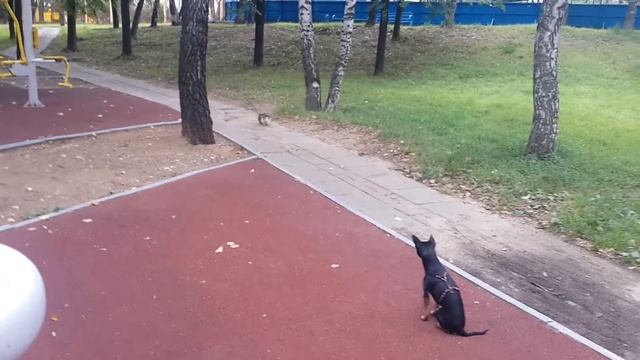 Встреча той терьера с котом 3 смотреть онлайн