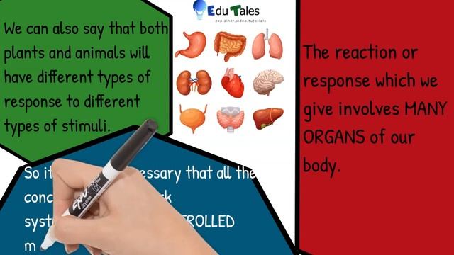Edu Tales / Introduction to stimuli,response,sensory organs, receptors, effectors,etc. смотреть онлайн