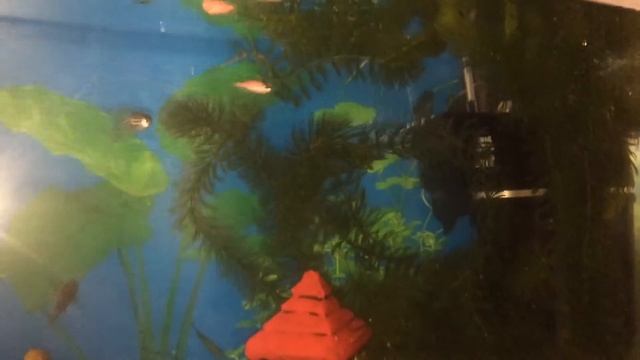 Aquael Fan 1 смотреть онлайн