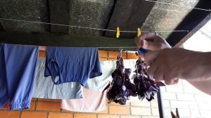 Замораживаю фиолетовый базилик / Зимой этой заготовке просто нет цены / Огород дяди Вовы