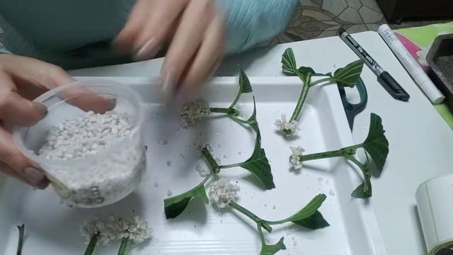 Черенкование гортензии крупнолистной в комнатных условиях. Отличный результат! смотреть онлайн