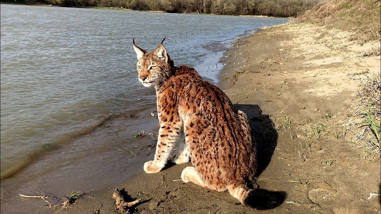Рысь Марс на весенней прогулке / Mars the lynx on the spring walk