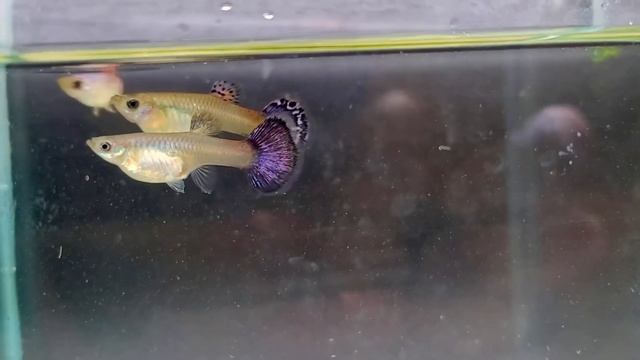 Гуппи магента один из штампов/guppy magenta смотреть онлайн