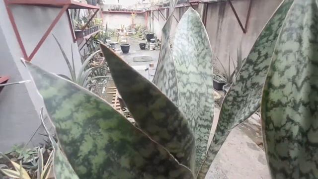 Sansevieria grandis var Zuluensis (Species Episode 02) смотреть онлайн