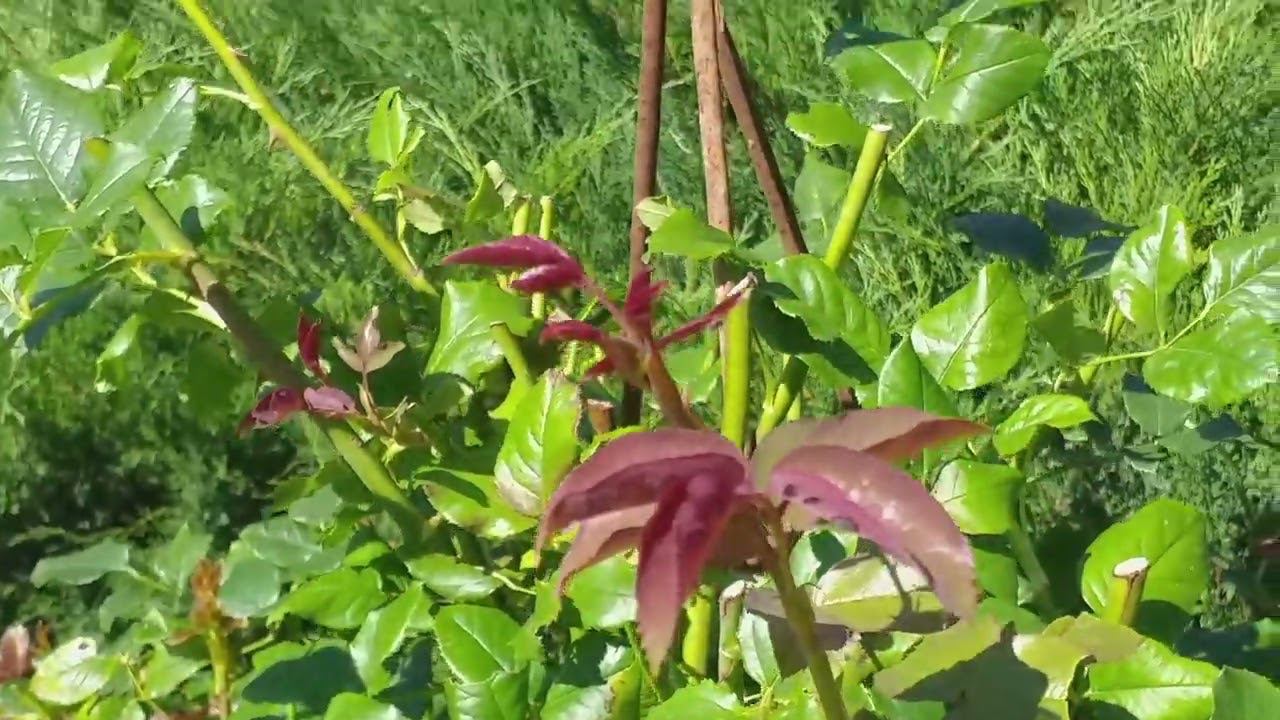 РОЗЫ на выход. ГОРТЕНЗИИ. Пропущенные обработки и др. смотреть онлайн