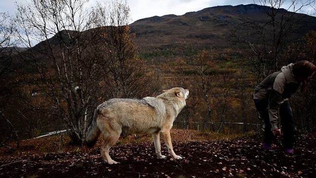 Воющие волки смотреть онлайн