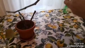 Королевская бегония. Размножение. Омоложение.