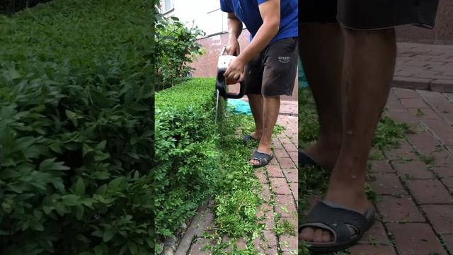 Стрижка самшиту смотреть онлайн