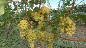 Великолепный сорт винограда МУСКАТ ЖЕЛТЫЙ