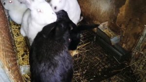 Вес крольчат в 3 месяца. Что с тремя малышами от бабочки?