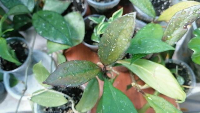 🌿Мои комнатные цветы. 🌿Мои хойи. 🌿 смотреть онлайн