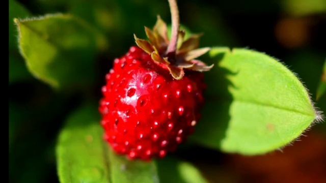 Екатерина Румянцева, воспитатель Школы № 2031. Земляника смотреть онлайн