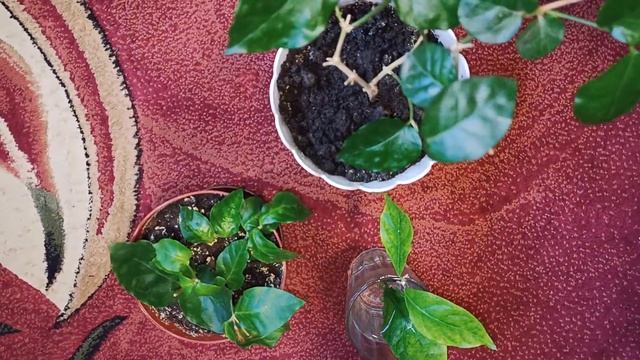 Как поживает Комнатный цветок Жасмин Самбак в октябре смотреть онлайн