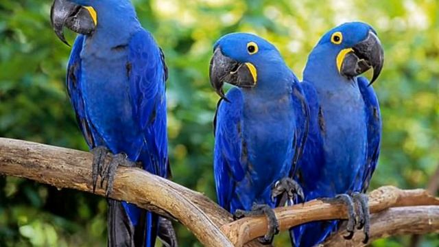 13 ИНТЕРЕСНЫХ ФАКТОВ О ПОПУГАЯХ смотреть онлайн