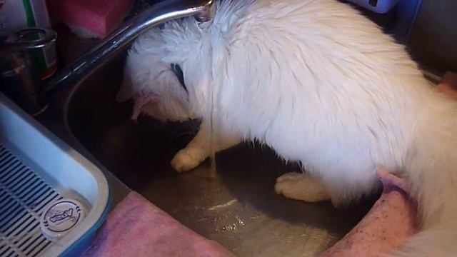 Кот водолюб 2 смотреть онлайн