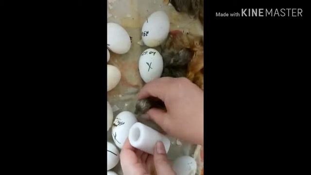 Утёнок с кривой шеей, эксперимент .часть 1 смотреть онлайн