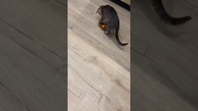 Мышь на радиоуправлении 🙀 интерактивная игрушка для кота 😻#shorts #кот #котики #кошки смотреть онлайн