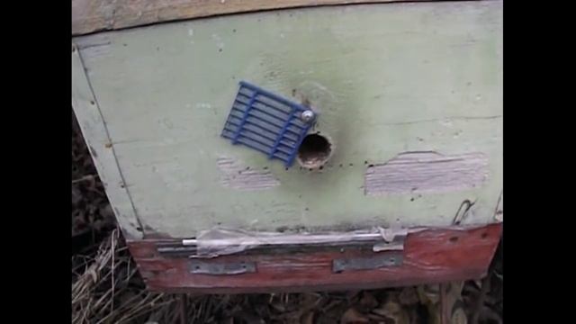 особенности зимовки на воле пчелиных семей на двух корпусах, или корпусе с магазином смотреть онлайн