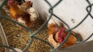 Кошки воруют яйцо с гнезда//Яйценоскость кур 95%