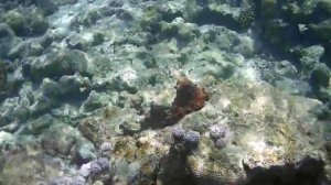 Необычная фауна Красного моря 2024