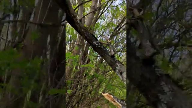 видео с кошками много не бывает #cat #кошка #kaluga #village #деревня #nature смотреть онлайн